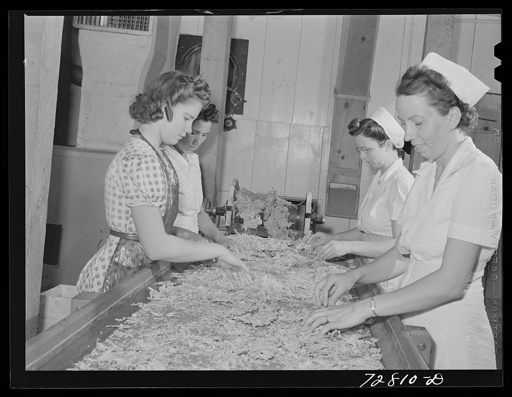 Women inspecting dehydrated cabbage at a Turlock processing plant, photographed by Russell Lee in June 1942.