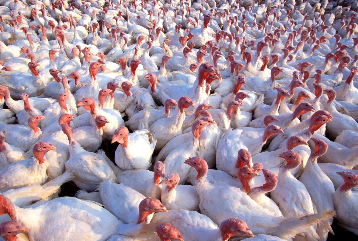 A flock of domestic white turkeys in a USDA photograph used as poultry-farming context