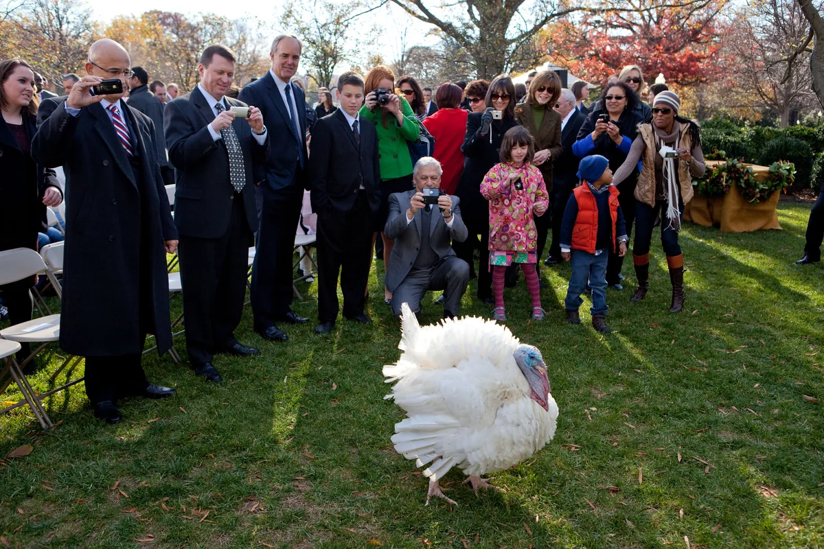 Guests photograph Apple, a turkey raised at Foster Farms Wellsford Ranch near Modesto, in the White House Rose Garden on November 24, 2010