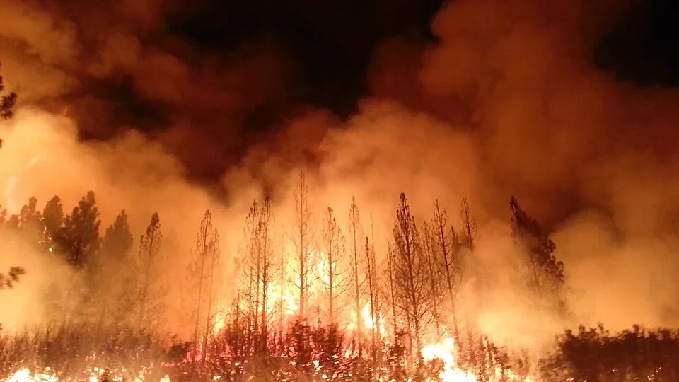 Flames and a thick orange smoke plume rise over trees during the 2013 Rim Fire in the Stanislaus National Forest.