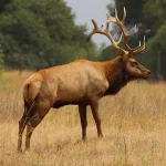 A tule elk with antlers stands in grass at San Luis National Wildlife Refuge.