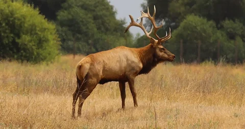 A tule elk with antlers stands in grass at San Luis National Wildlife Refuge.