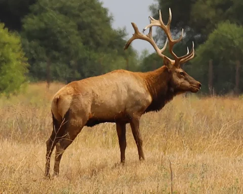 A tule elk with antlers stands in grass at San Luis National Wildlife Refuge.