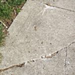 Tree roots have lifted and cracked a concrete sidewalk in Columbus, Ohio.