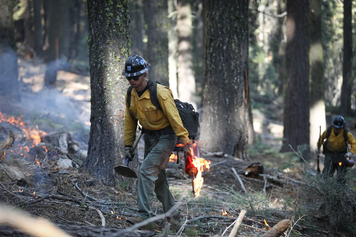 A firefighter applies prescribed fire to the forest floor at the Stanislaus–Tuolumne Experimental Forest in October 2022.