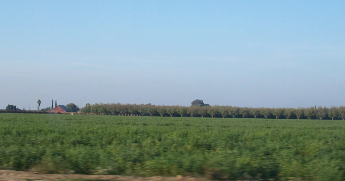 Green agricultural fields and farm buildings in Turlock, photographed in November 2008.