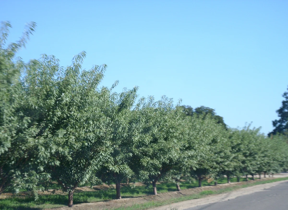 Rows of almond trees in an orchard outside Turlock and Hughson.