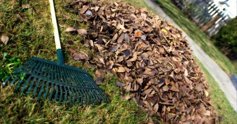 A green leaf rake beside a pile of fallen brown leaves. Illustrative file photograph.