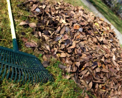 A green leaf rake beside a pile of fallen brown leaves. Illustrative file photograph.