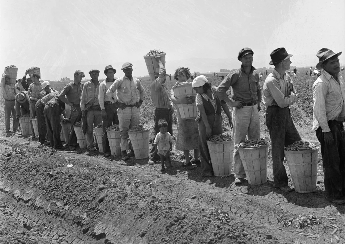 Migrant pea pickers wait with filled baskets for their harvest to be weighed near Westley, California, in 1938.