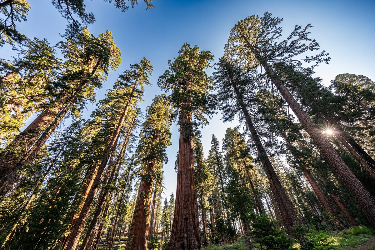 Sunlight falling between the trunks of giant sequoias in Mariposa Grove